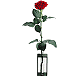 A single valentines flower.